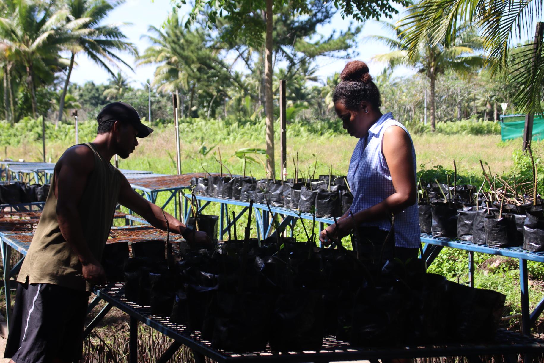 Caption: Senimili and co-worker tending young mangrove plants.  Photo: © UNDP Pacific Office