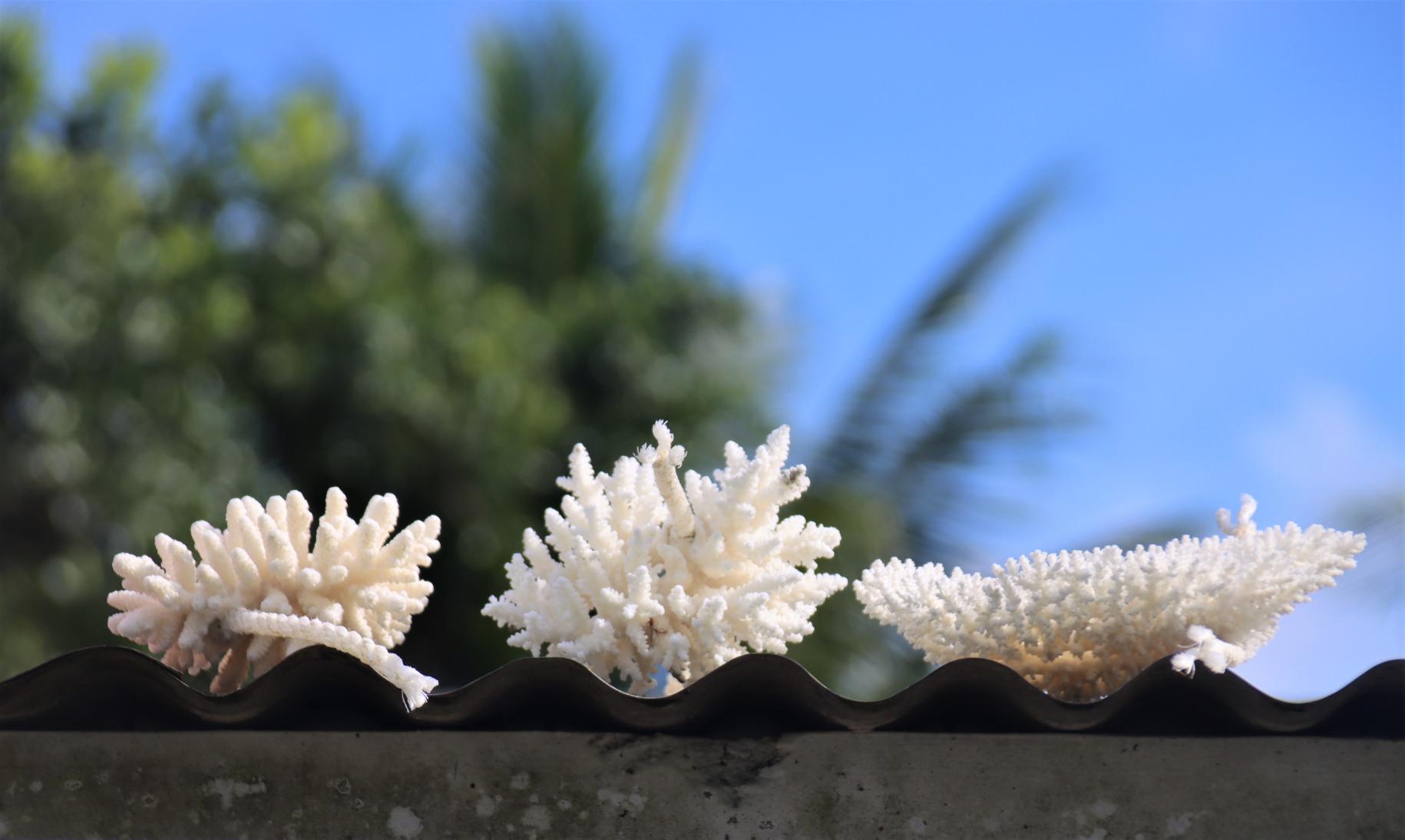 Caption: Drying out bleached coral in Fiji  Photo: ©2022 UNDP Pacific Office