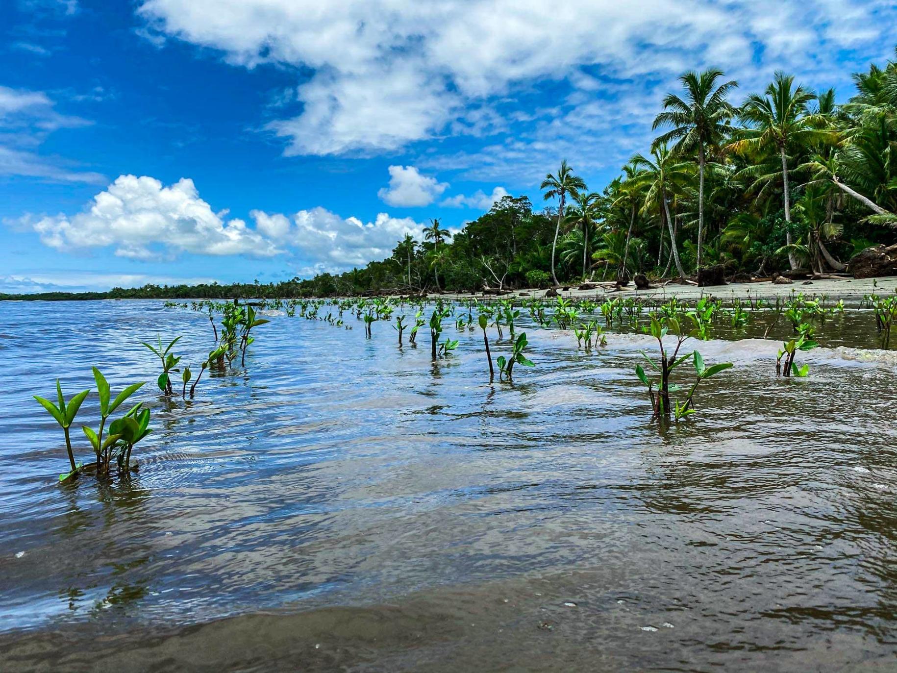 Caption: Youth planting mangroves  Photo: © Mangroves for Fiji