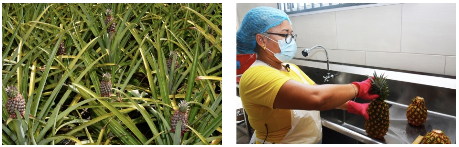 The initiative by FAO and its partners will help multiply by ten the quantity of pineapples produced by 2030 and establish new and modern processing facilities to reach wider markets. ©Intersnap